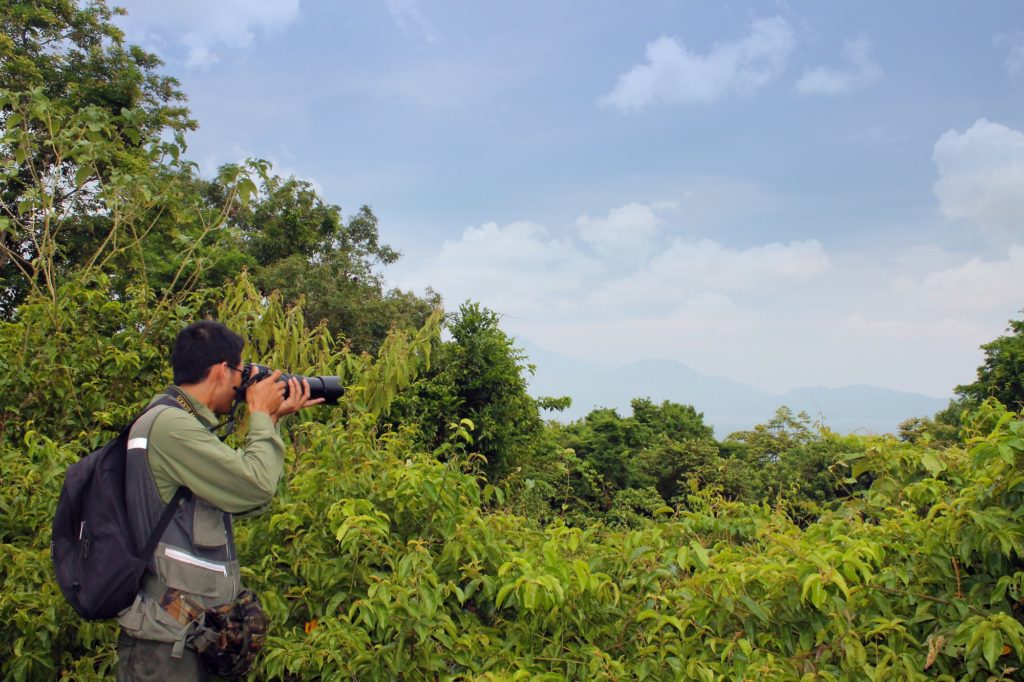 Primärer Regenwald auf der Son Tra-Halbinsel in Da Nang in Vietnam