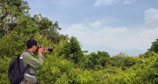 Primärer Regenwald auf der Son Tra-Halbinsel in Da Nang in Vietnam