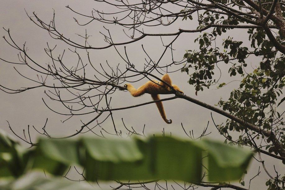 Gibbon im Cuc-Phuong-Nationalpark in Vietnam