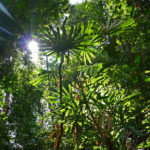 Dichtes Blätterdach im Phong-Nha-Nationalpark in Vietnam