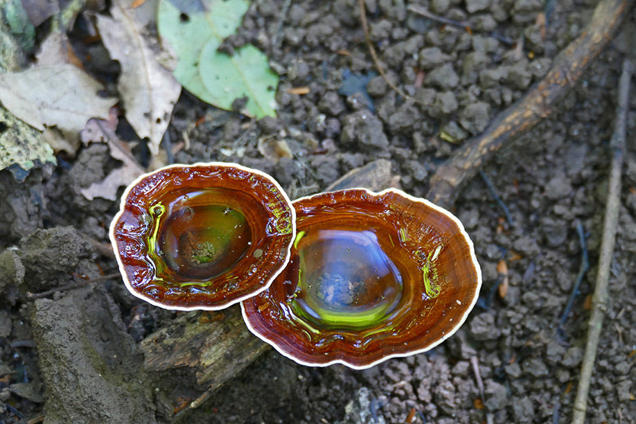 Schlauchpilz (Ascomycota) in Vietnam