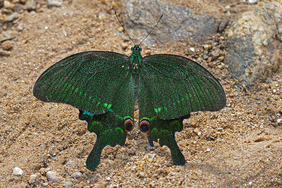 Schmetterling im Phong-Nha-Nationalpark in Vietnam