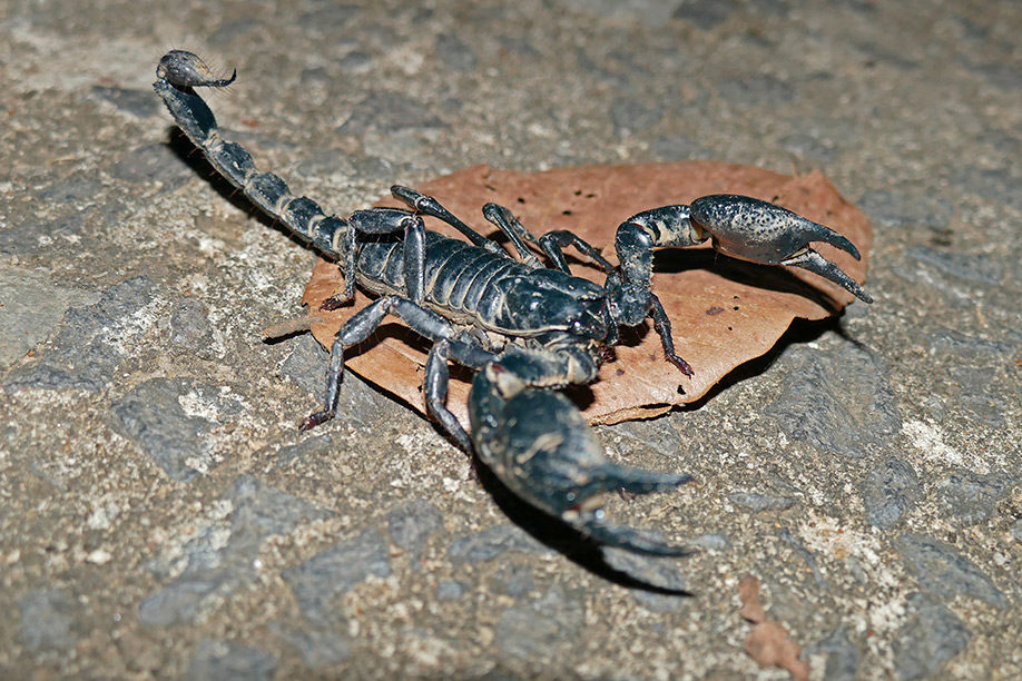 Skorpion in Vietnam