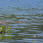 Siam-Krokodil (Crocodylus siamensis) in Vietnam