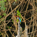 Eisvogel – Braunliest (Halcyon smyrnensis) in Vietnam