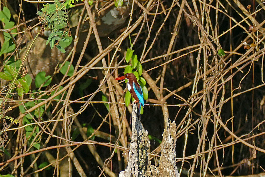 Eisvogel – Braunliest (Halcyon smyrnensis) in Vietnam