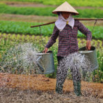 Frau beim Bewässern der Felder in Vietnam