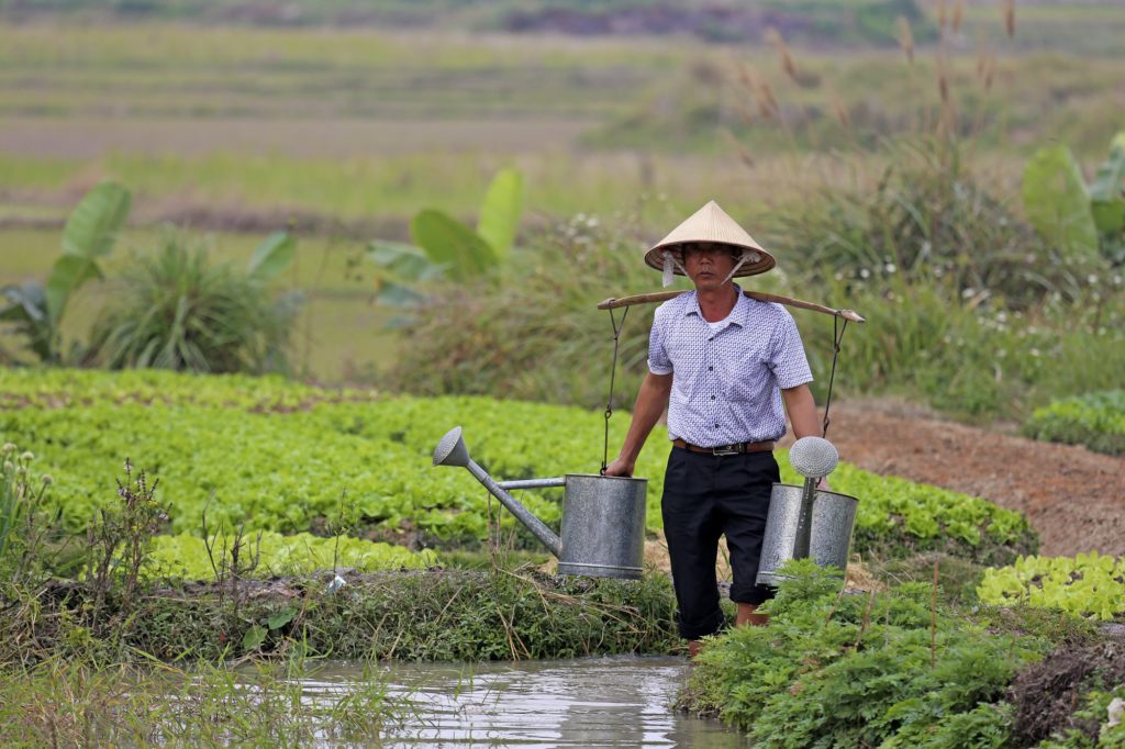 Gemüseanbau im Delta des Roten Flusses in Vietnam