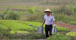 Gemüseanbau im Delta des Roten Flusses in Vietnam