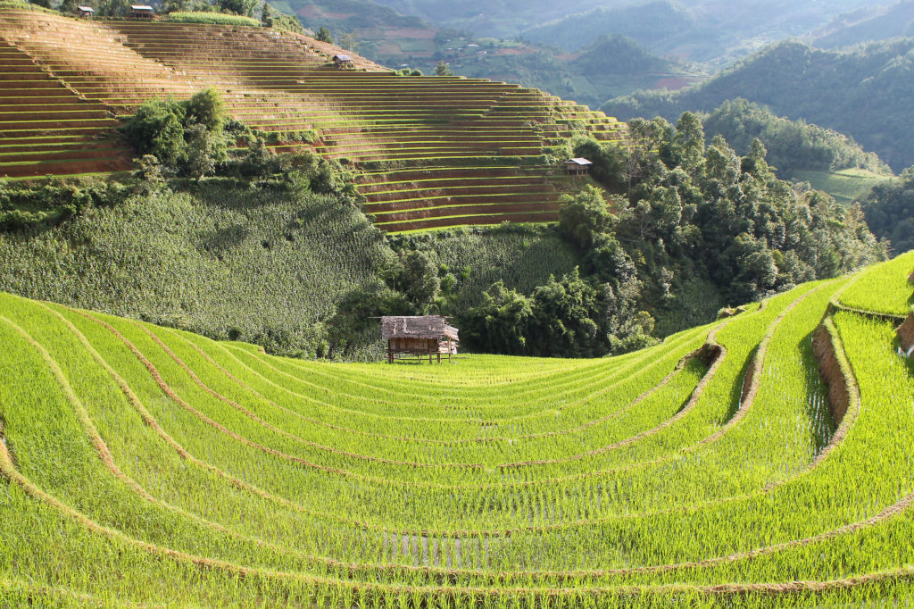 Terrassenfelder in Vietnam