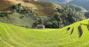 Terrassenfelder in Vietnam