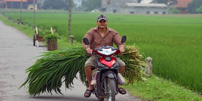 das Motorrad - Extrem beliebtes Transportmittel in Vietnam